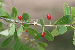 Erythroxylum monogynum